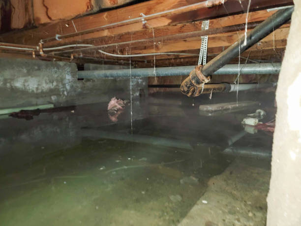 Best Water damage contractors near me  in Batesville, IN